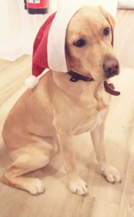 Hund mit Weihnachtsmütze